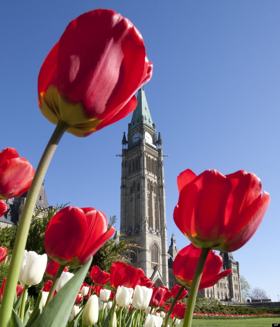 parliament tulips ottawa