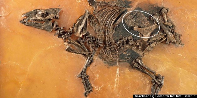 Scientists Make Amazing Discovery Inside Ancient Horse