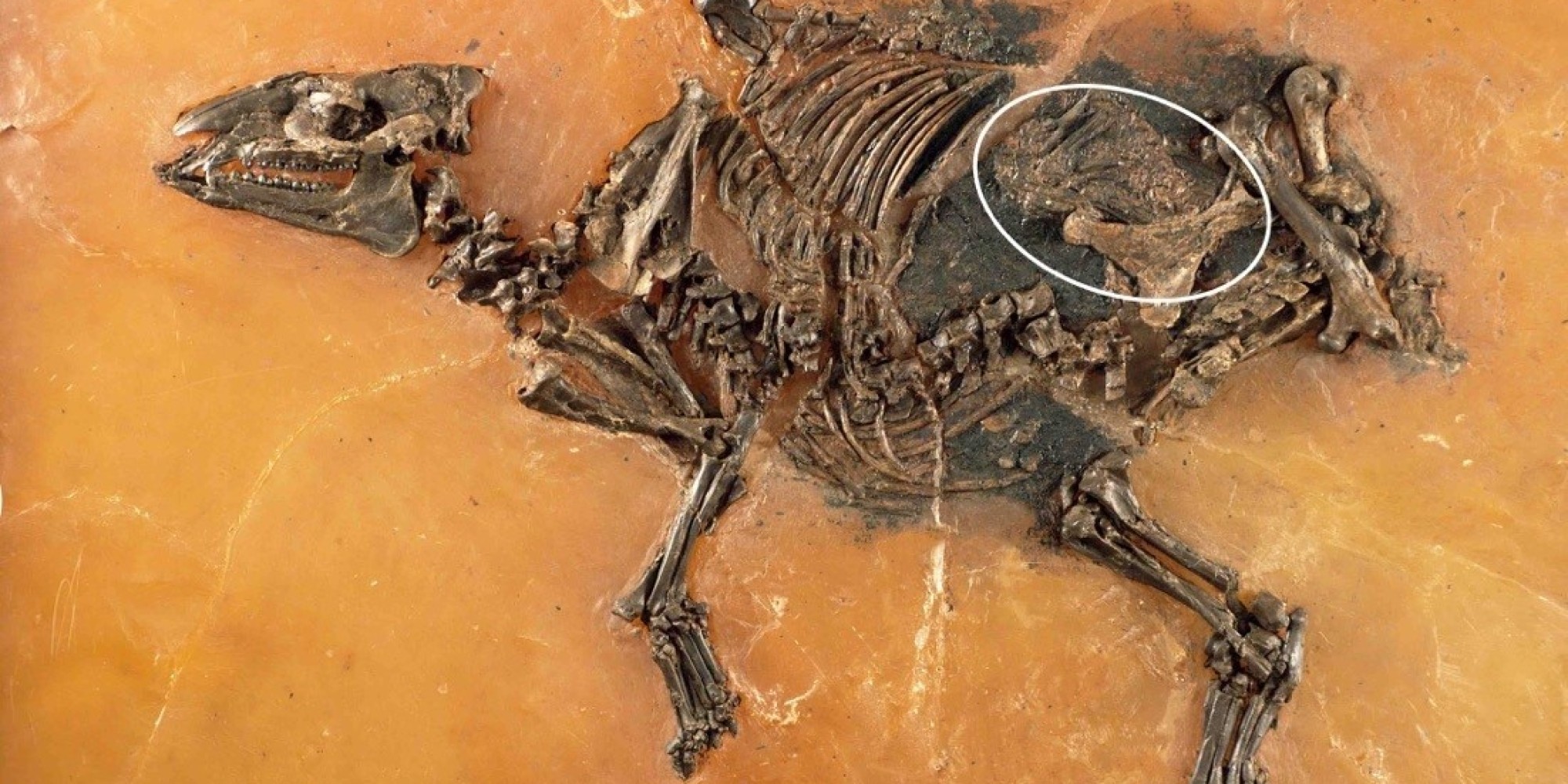Unborn Foal Discovered In 47-Million-Year-Old Horse Fossil
