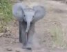 CLUMSY BABY ELEPHANT