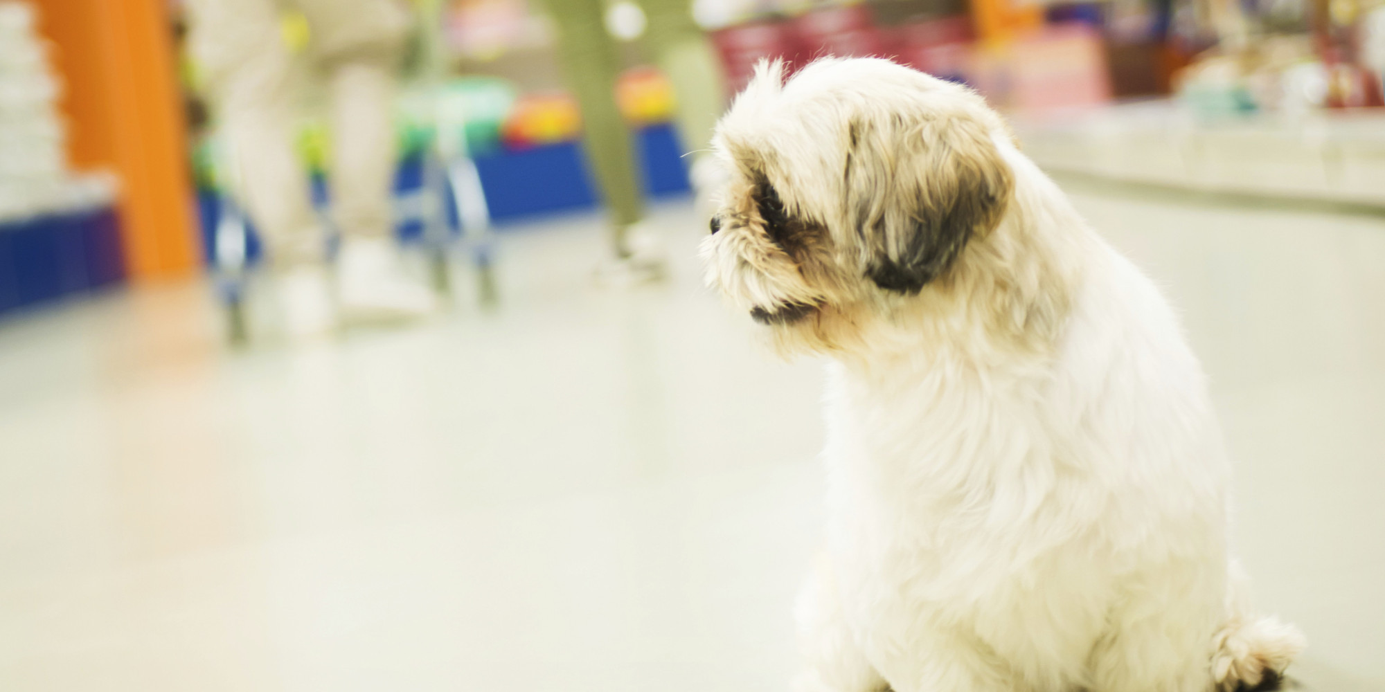 19 DogFriendly Stores Where You Can Shop With Your Pup HuffPost