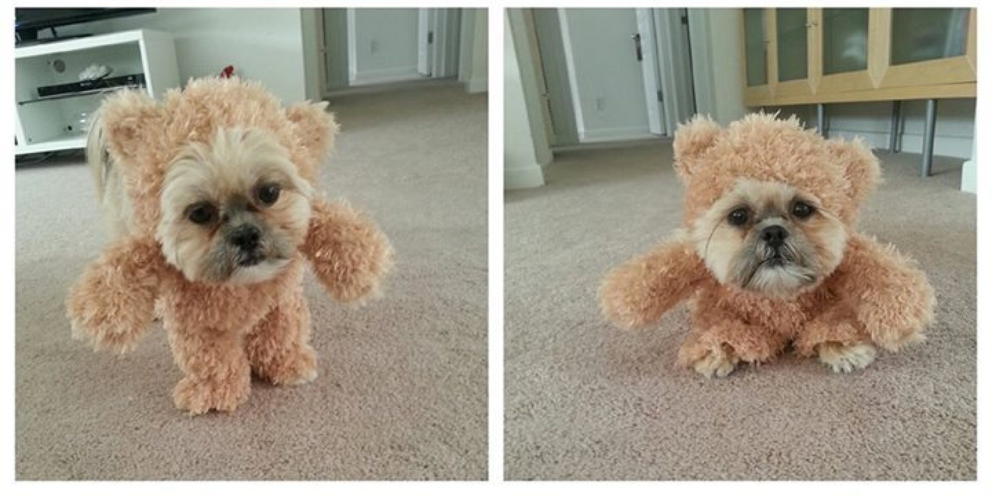 shih tzu teddy costume this shih tzu dressed as a teddy is the best 11 second you ll see today shih tzu teddy costume this shih tzu dressed as a teddy is the best 11 second you ll see today