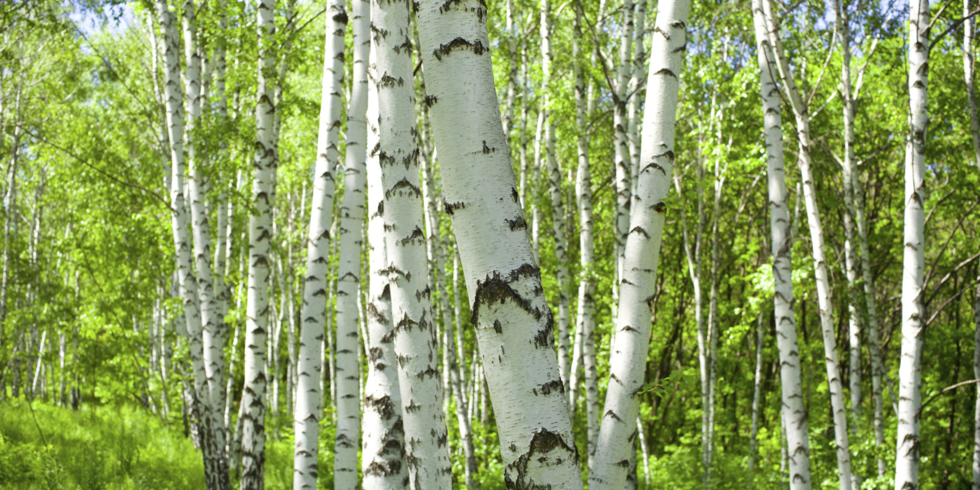 Birch Water Why This Health Drink Will Be Taking Over From Coconut