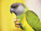 Parrot Picks Locks, Escape Owners