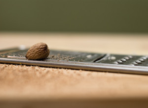 Nutmeg High Hallucinogenic Poison
