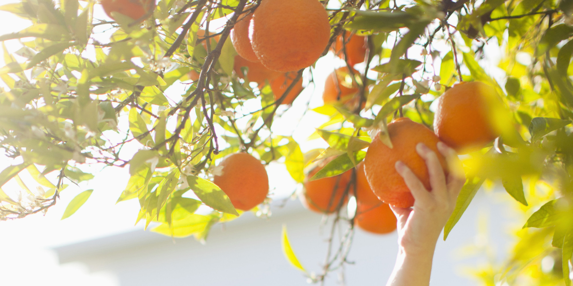 Pennsylvania Toddler Nearly Dies Due To Rare Allergy To An Orange