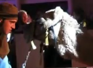 Camel Crush