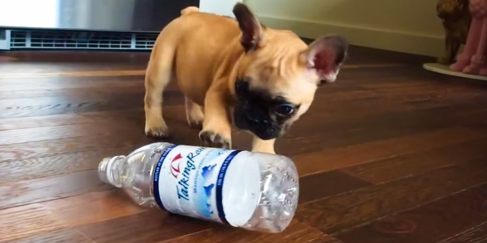 These Puppies Don't Like Water Bottles, May Just Want To Recycle HuffPost