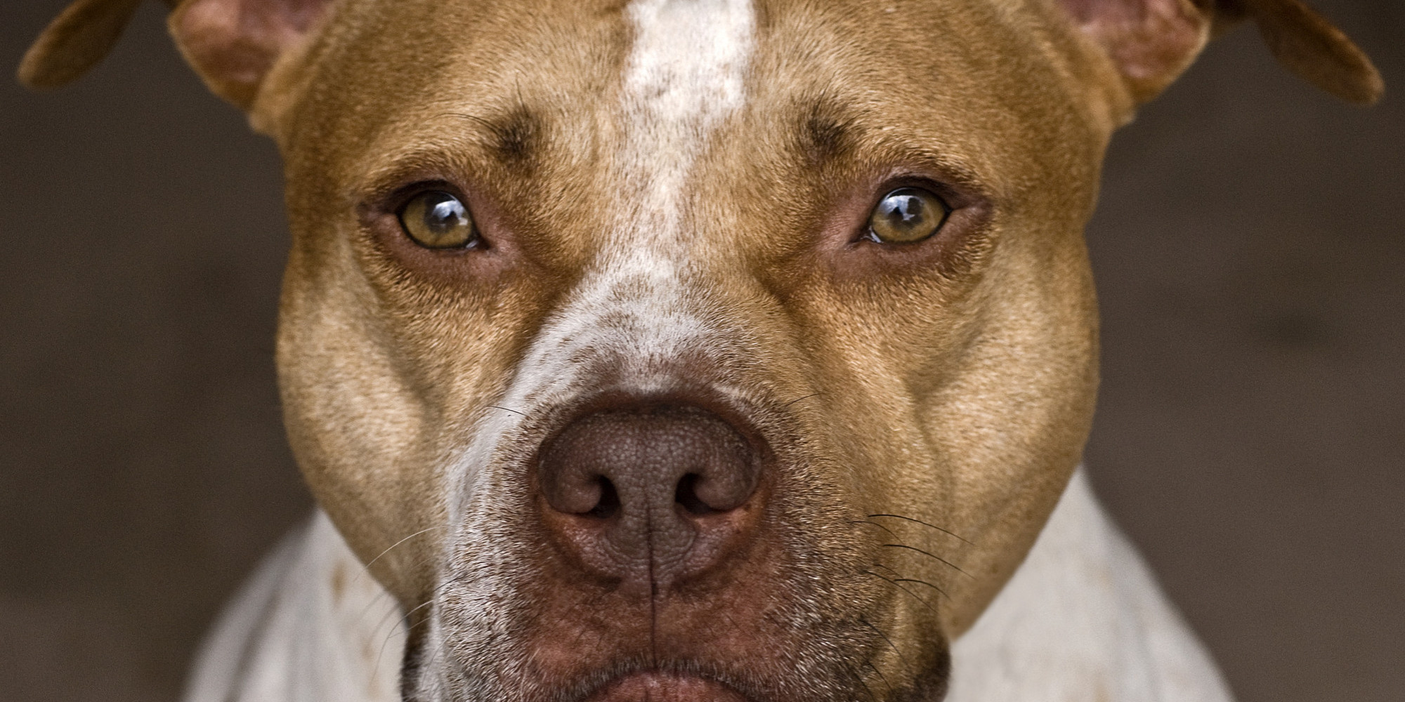 Aggressive Pit Bull Ordered To Be Destroyed