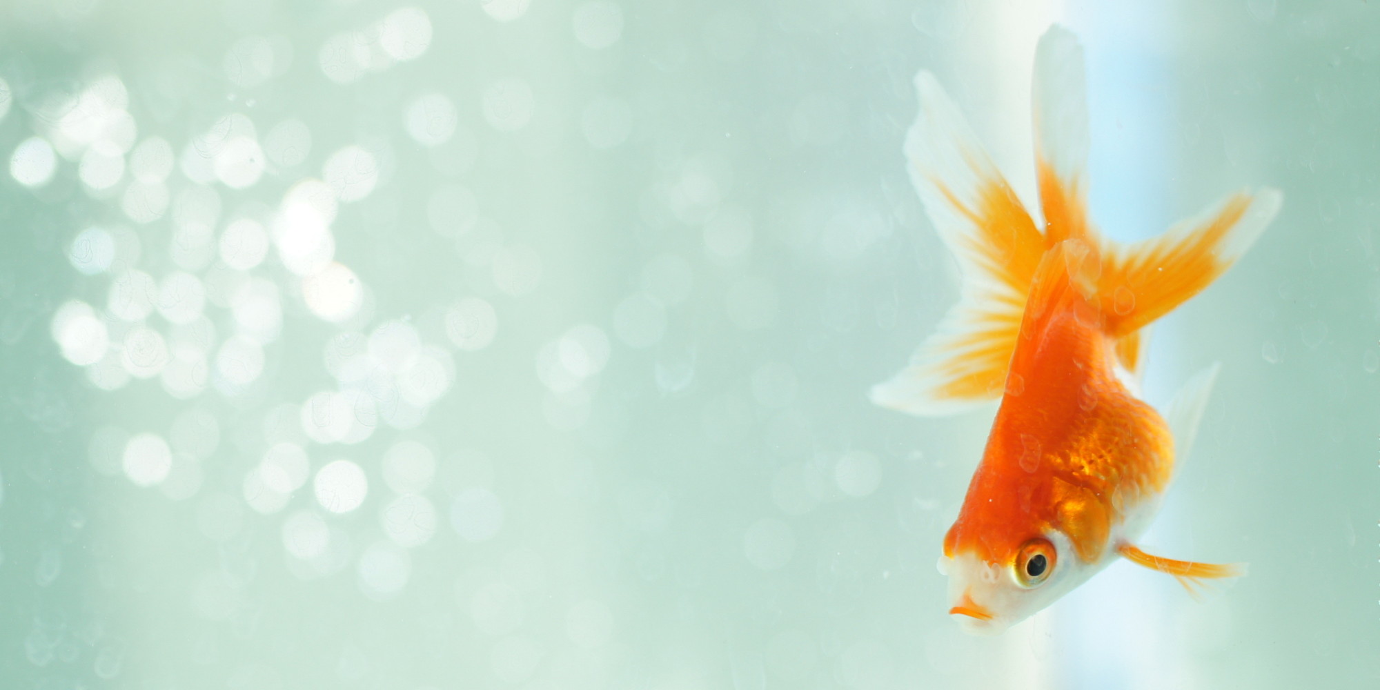 This Is One Of The Worst Things You Can Do With Your Pet Fish HuffPost