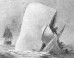 5 Scientific Inaccuracies You Didn't Know Were In 'Moby-Dick'