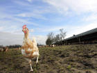 Dutch Authorities Identify Highly Contagious Bird Flu Strain
