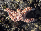 Scientists Say They've Figured Out Why Starfish Are Melting