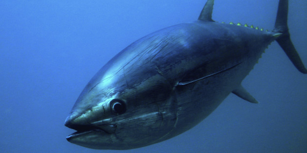 WTO ruling favors Mexico in US 'dolphin-safe' tuna spat WTO ruling favors Mexico in US 'dolphin-safe' tuna spat