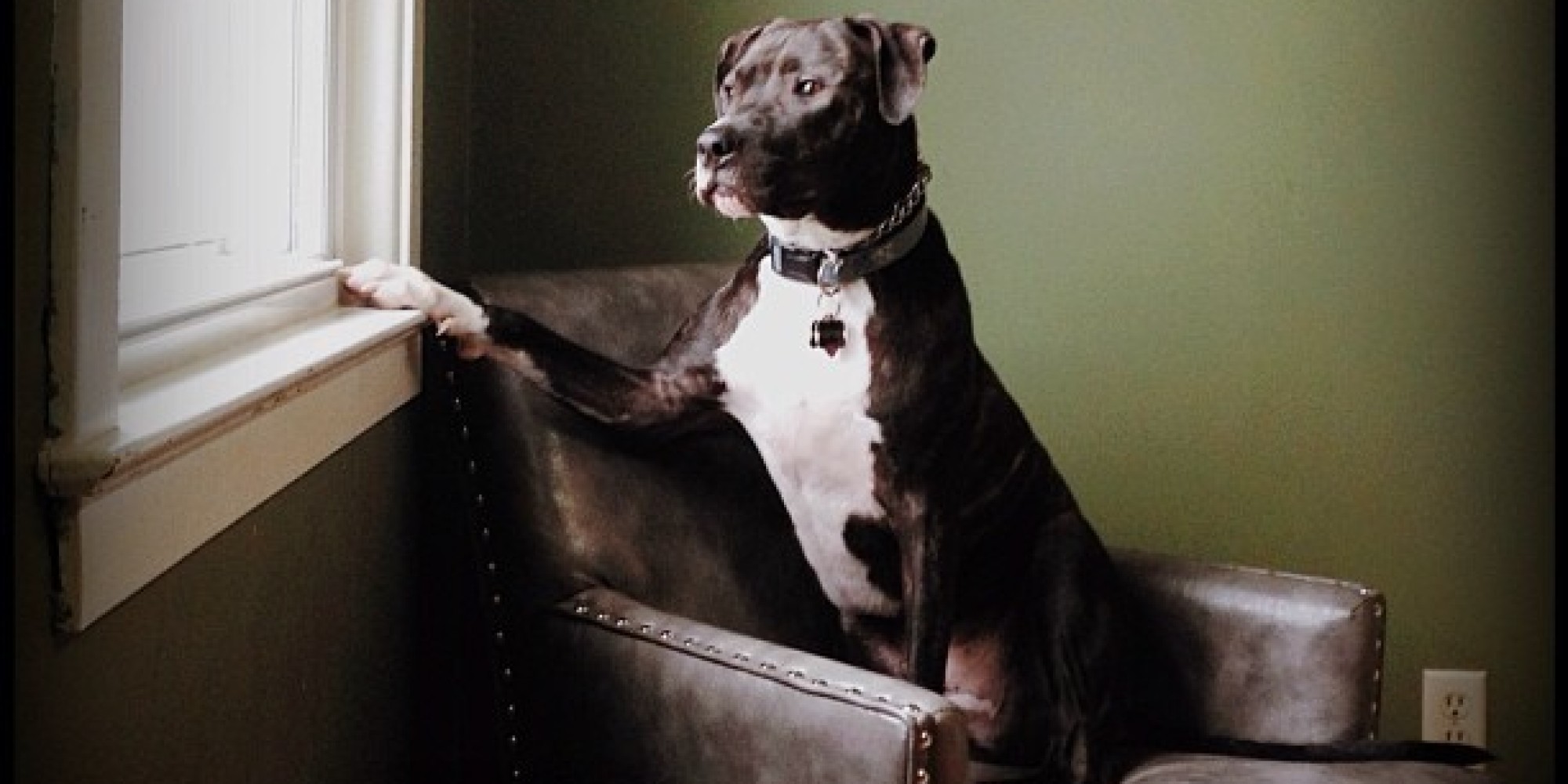 These Mutts Show Us That Amazing Dogs Come In All Shapes And Sizes