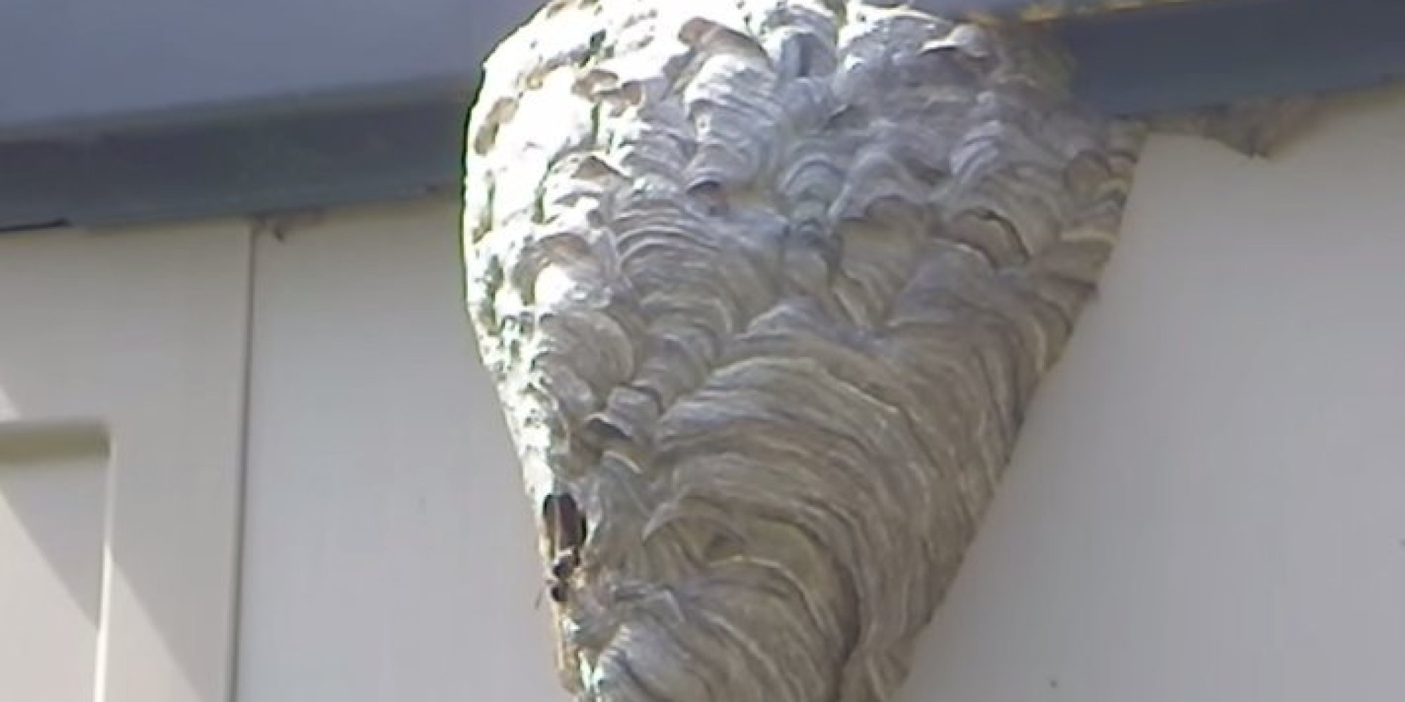 Hornets' Nest vs. Garden Hose: Don't Try This At Home (VIDEO) | HuffPost2000 x 1000