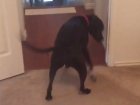 WATCH: Pit Bull Approaches Life's Problems Butt First