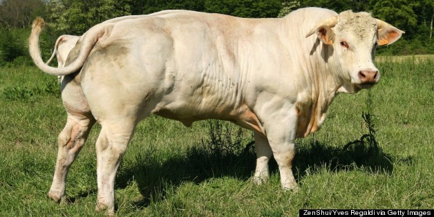 Bull Set To Be Slaughtered Because He's 'Gay' Gets Saved