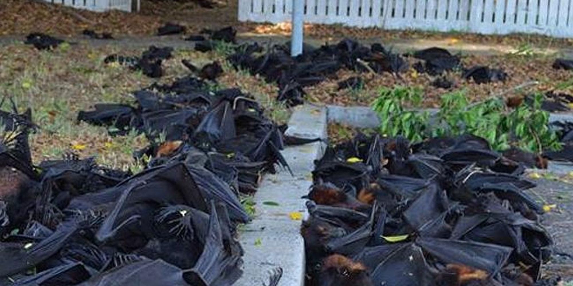 5,000 Bats Fall Dead From The Trees In Australia, Some With Babies