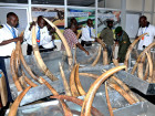 Over A Ton Of Ivory Stolen From Uganda's Stockpile