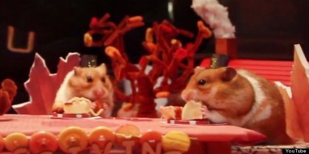 Tiny Hamster Enjoys Eensy-Weensy Thanksgiving Feast With Friends