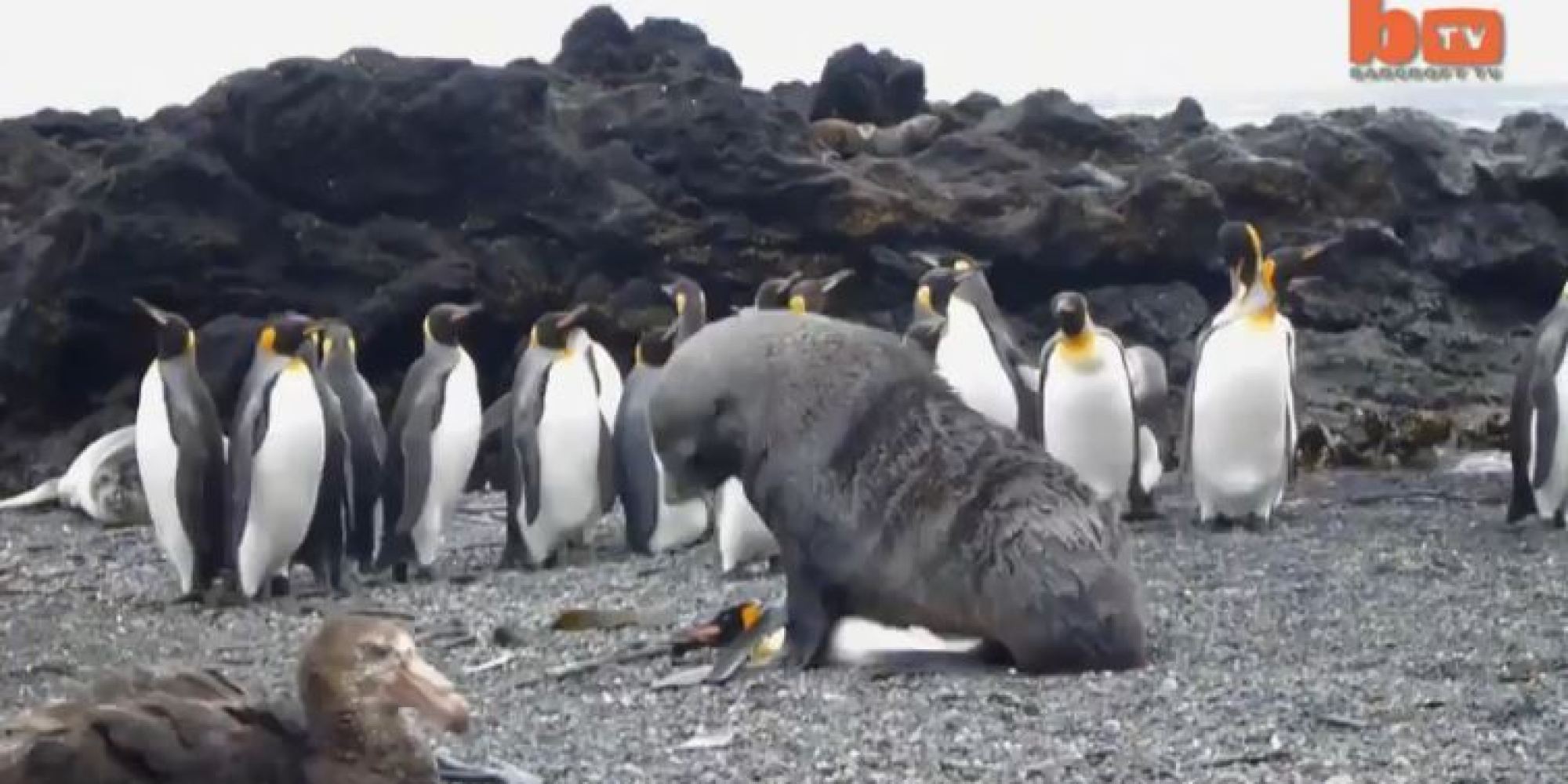 Scientists Capture Rare Footage Of Seals Forcefully Trying To Have Sex