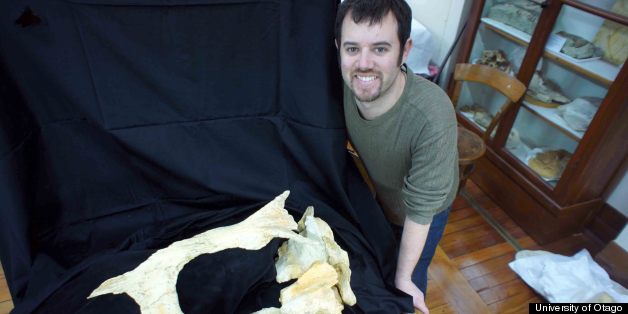 This Toothless Skull Rewrites History Of Ancient Whales