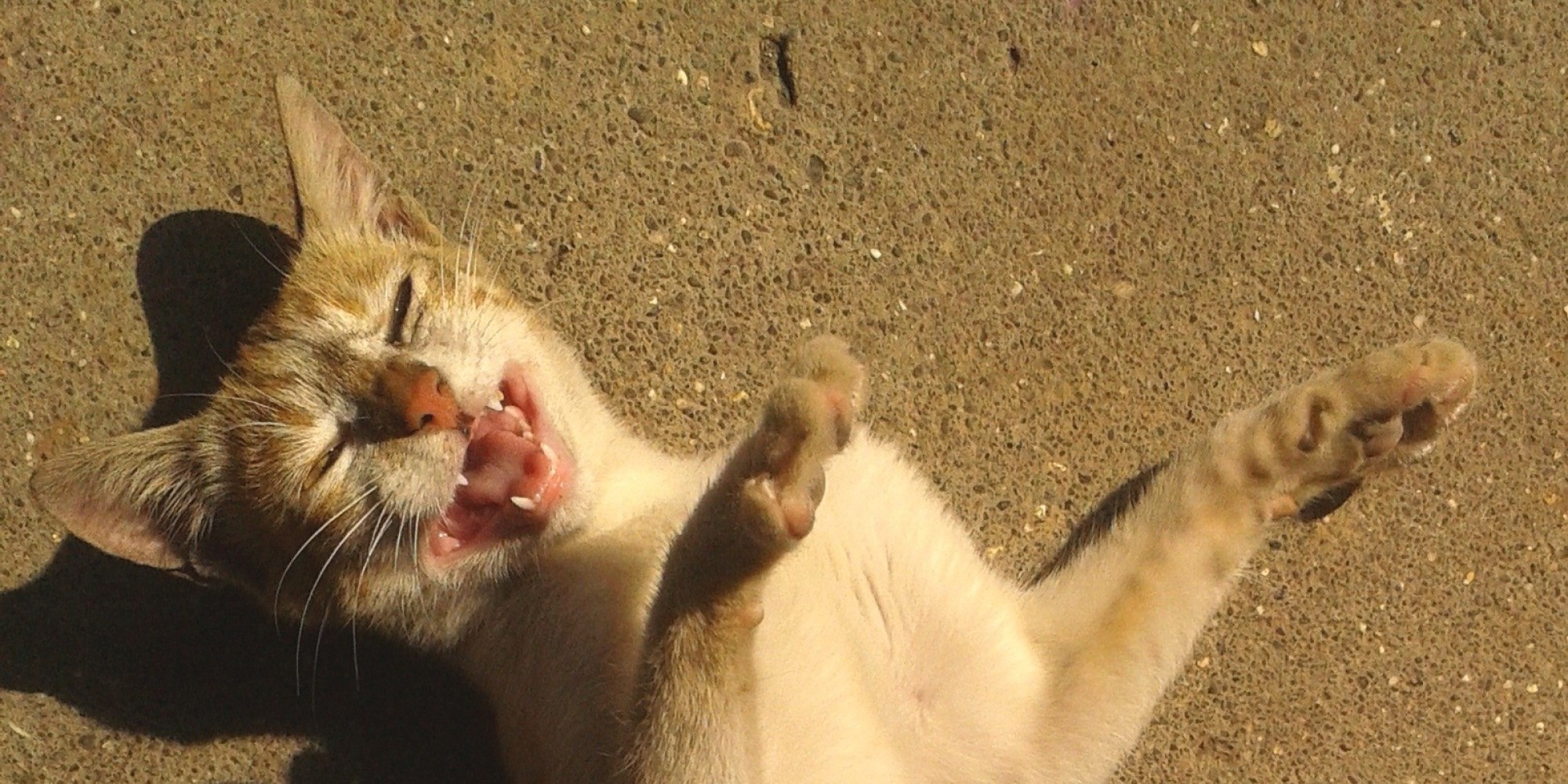 Here's Why Cats Keep Rubbing Against Our Legs (And Why Catnip Makes