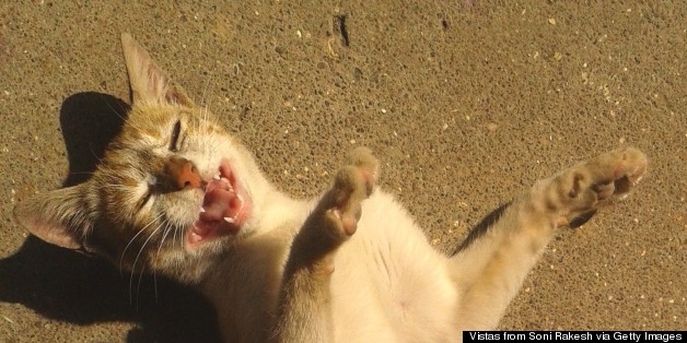 Here's Why Cats Keep Rubbing Against Our Legs