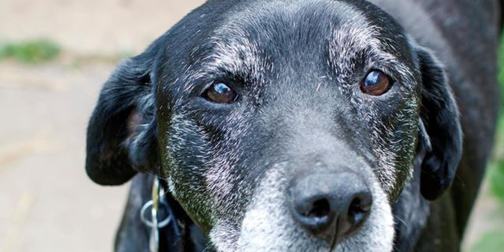 Billy The Dog Looked So Sad That A Wonderful Family Knew They Had To