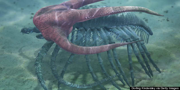 Has 'Darwin's Dilemma' Finally Been Resolved?