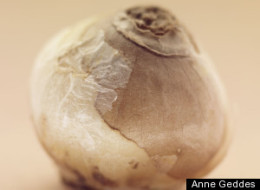 Bulb
