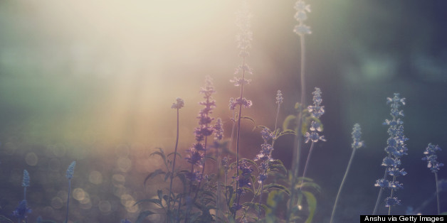 Daily Meditation: Tend The Garden