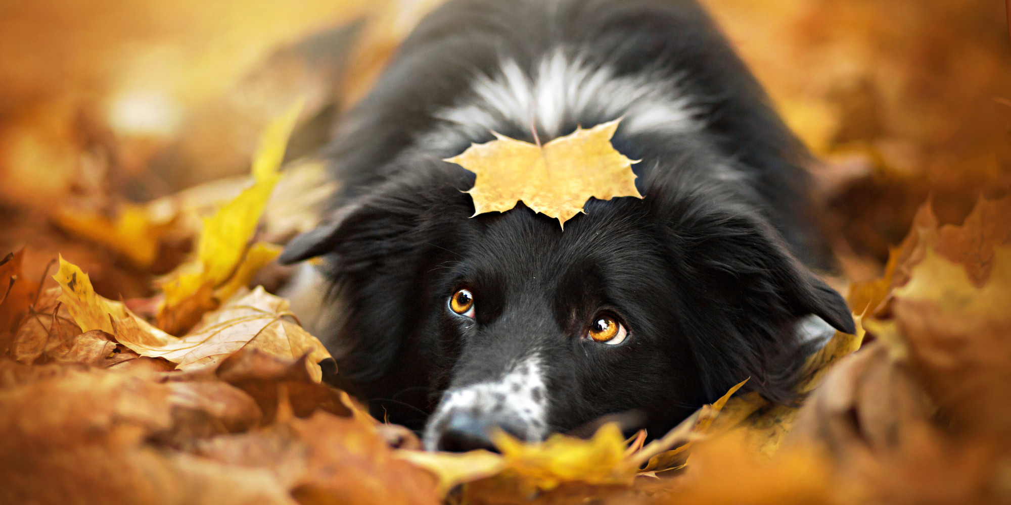 These Stunning Dog Portraits Perfectly Capture Each Pups Unique 