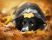These Stunning Dog Portraits Perfectly Capture Each Pup's Unique Personality
