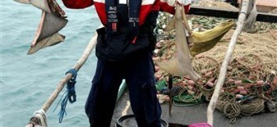 Australia France Sharks