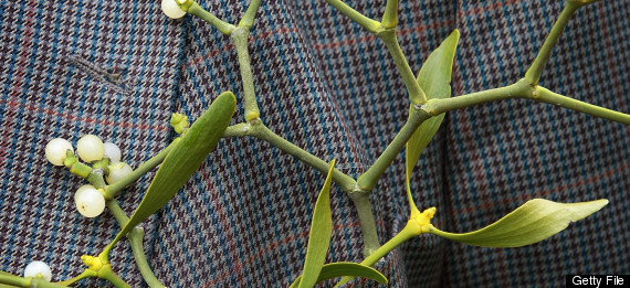 Mistletoe