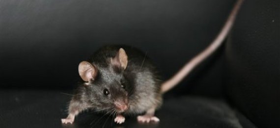 Mouse