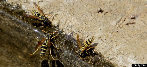 Hornet