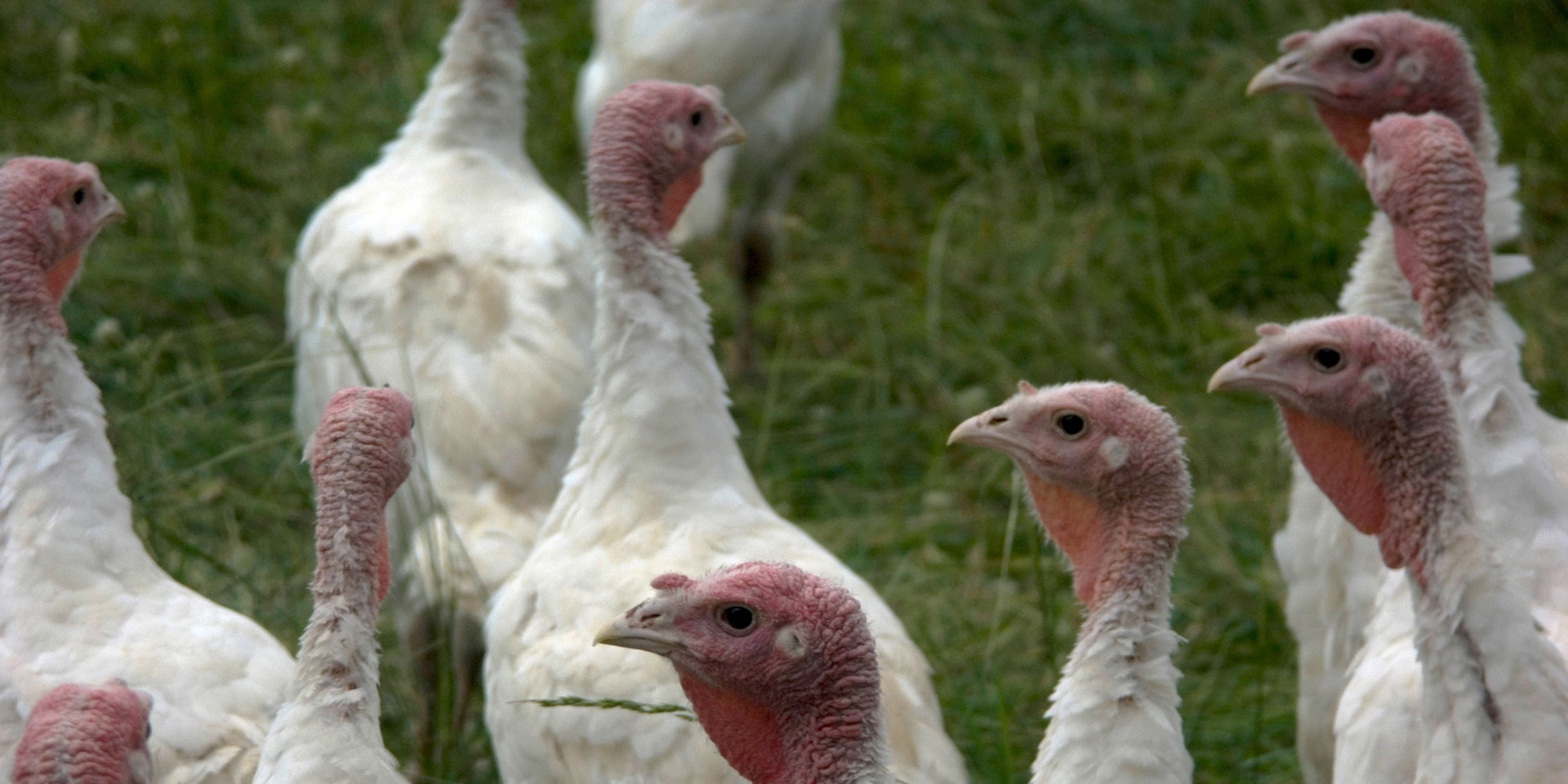 Thanksgiving Turkey Rescue: Spa Day And Vegan Feast For Beautiful Birds ...