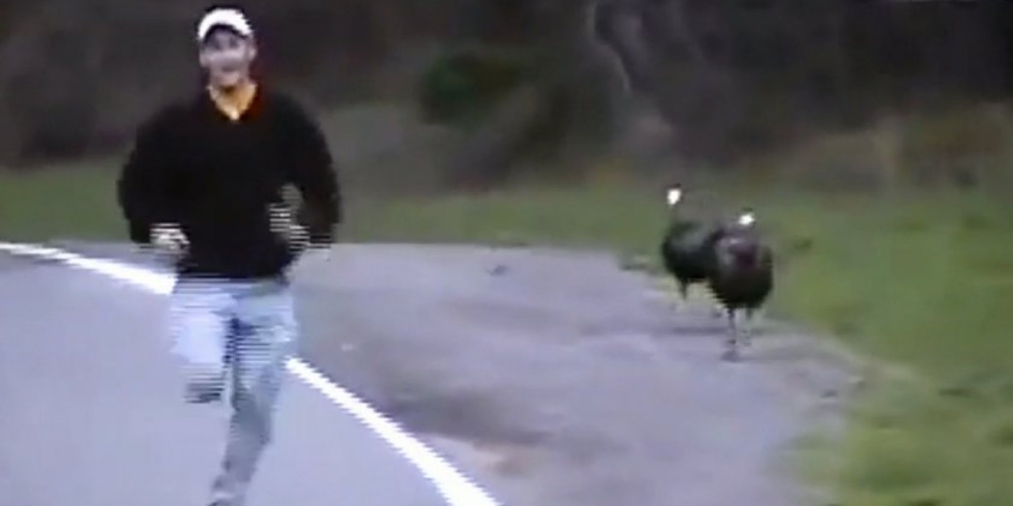 Watch These Turkeys Get Attacked By Turkeys HuffPost