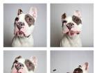 Pit Bull's Adorable Photobooth Shots Land Him A Forever Home