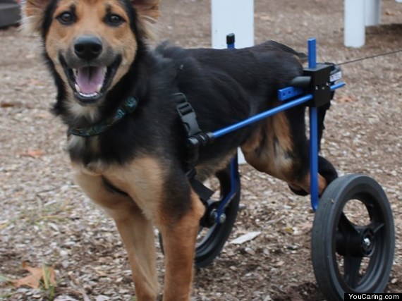 leo wheelchair