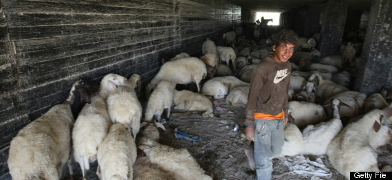 Bethlehem Shepherd