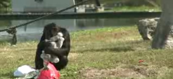 Chimps