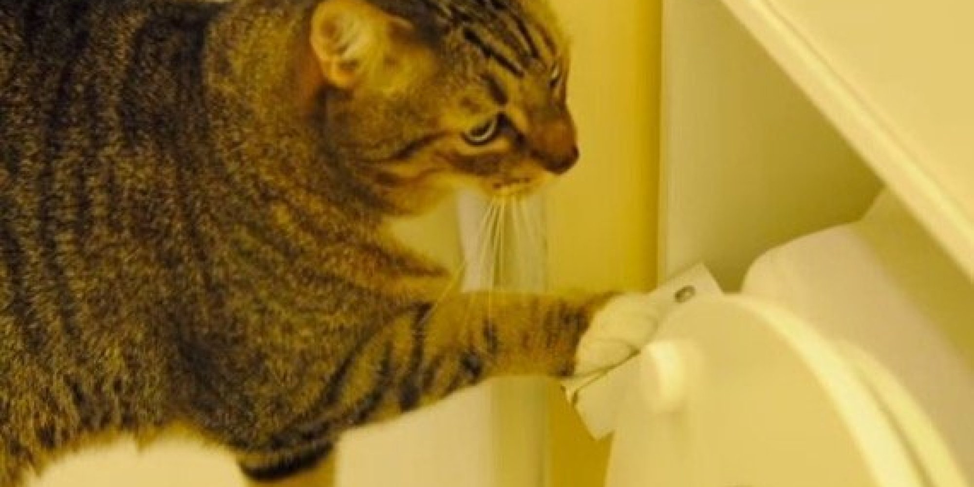 This Cat Learned To Flush the Toilet Can You? (VIDEO) HuffPost