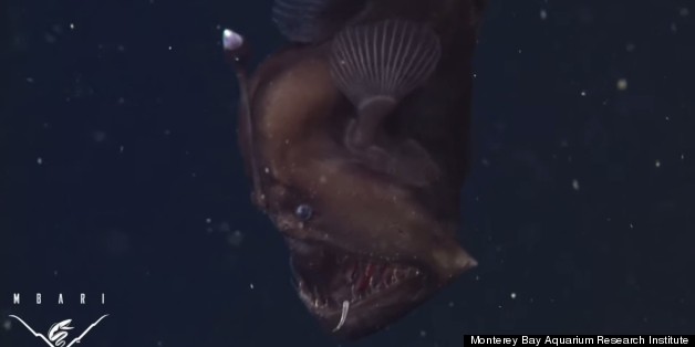 The Fish Of Your Nightmares, Caught On Video