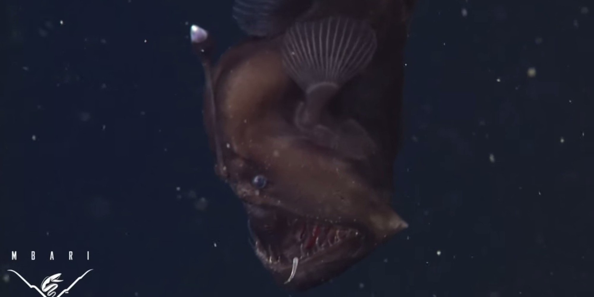'Black Seadevil' Anglerfish Caught On Video, Will Give You Nightmares