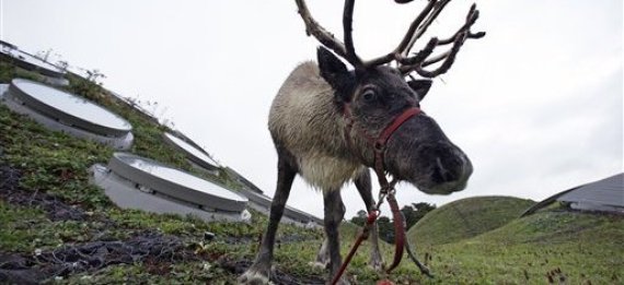 Reindeer