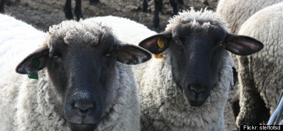 Sheep